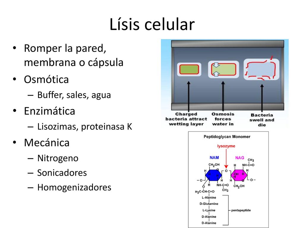 Lísis celular Romper la pared, membrana o cápsula Osmótica Enzimática