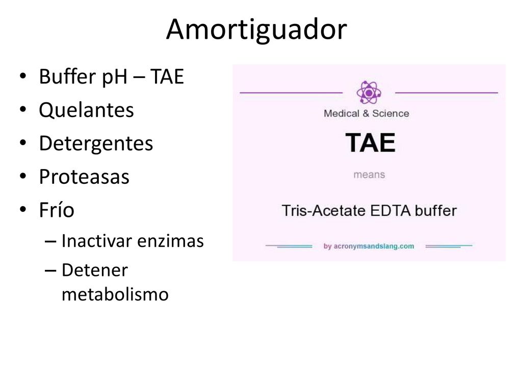 Amortiguador Buffer pH – TAE Quelantes Detergentes Proteasas Frío