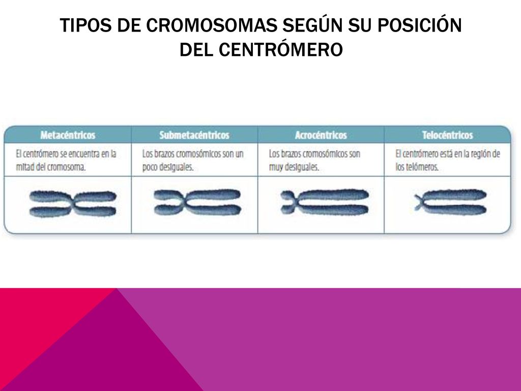 TIPOS DE CROMOSOMAS SEGÚN SU POSICIÓN DEL CENTRÓMERO