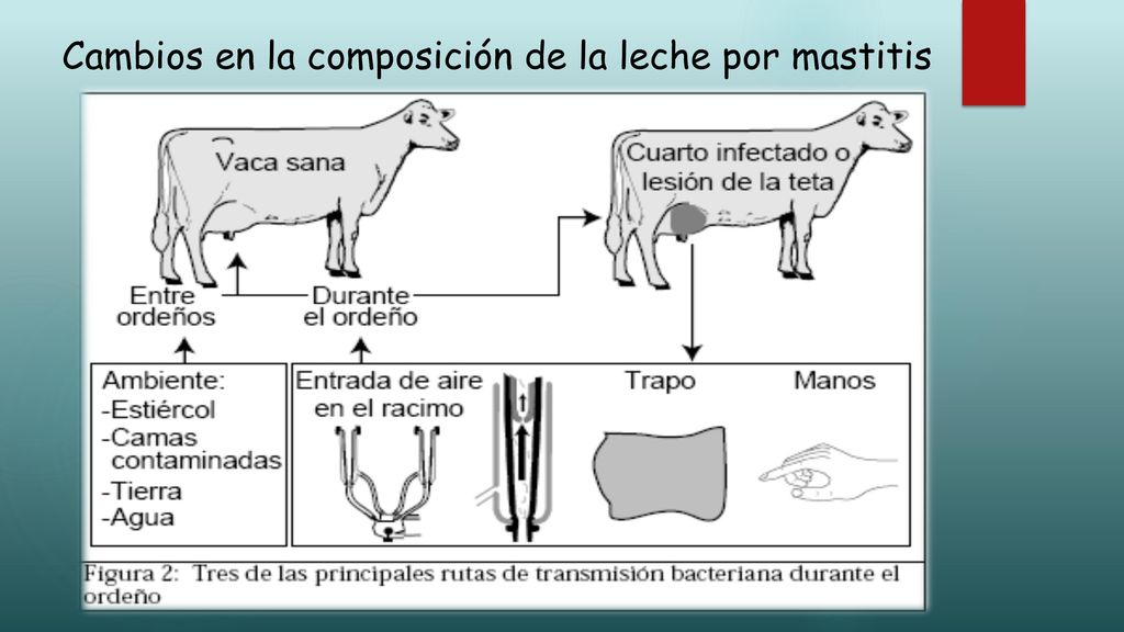 Cambios en la composición de la leche por mastitis