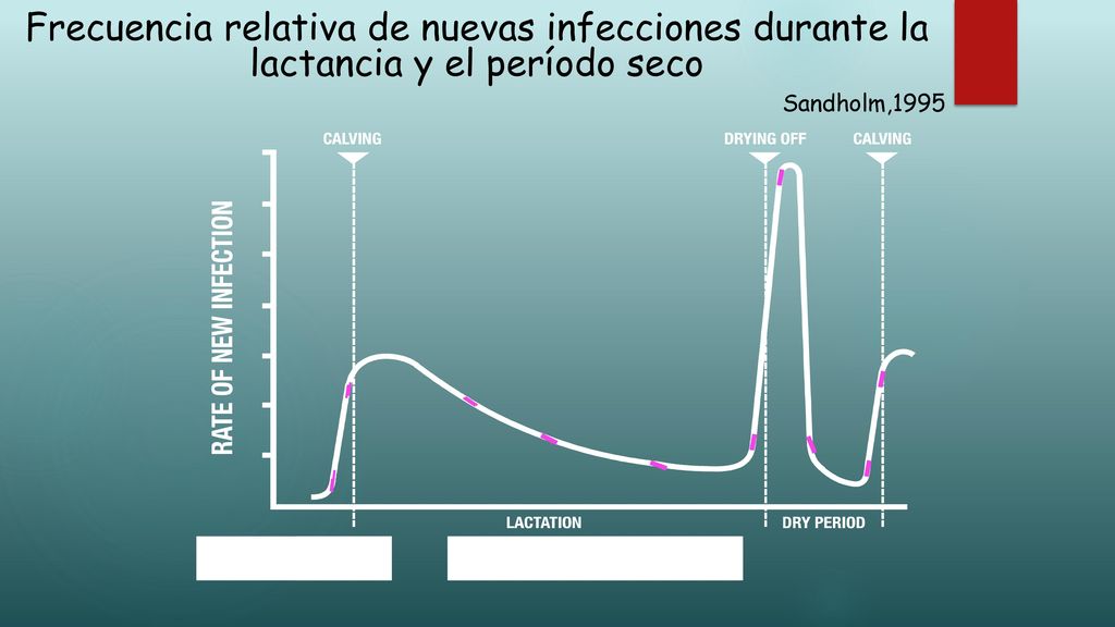 Frecuencia relativa de nuevas infecciones durante la lactancia y el período seco