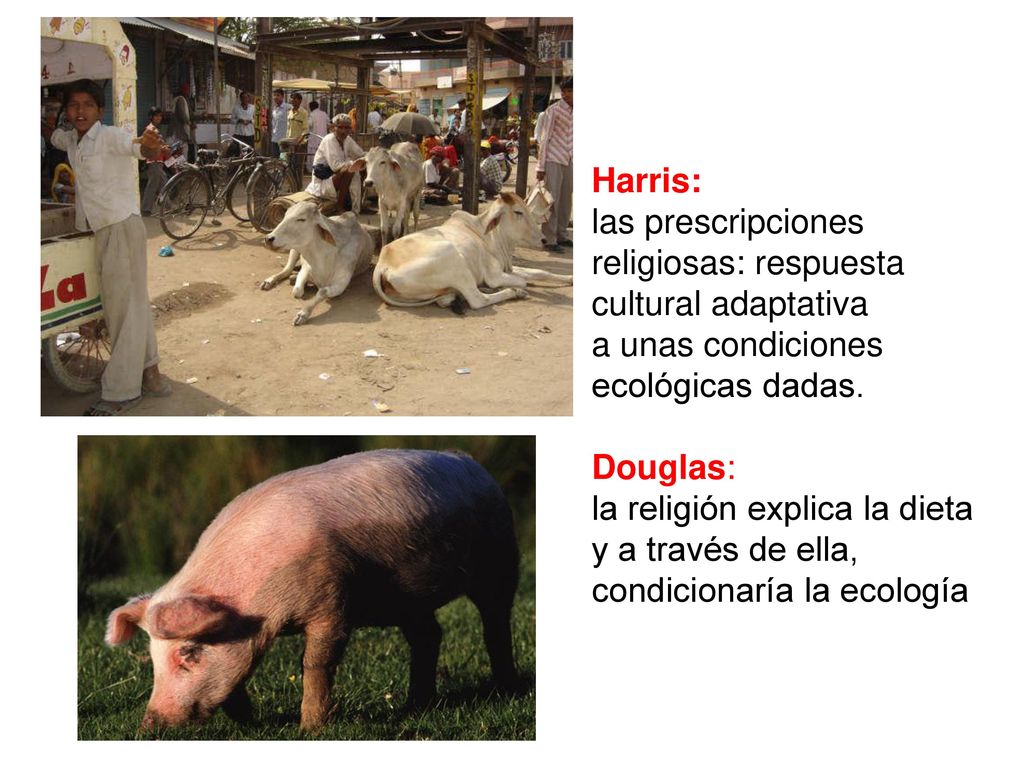 Harris: las prescripciones religiosas: respuesta cultural adaptativa. a unas condiciones. ecológicas dadas.