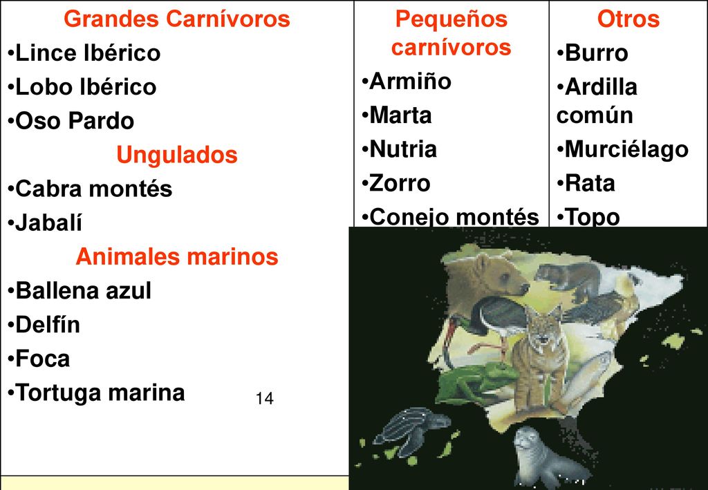 Animales en Extinción Grandes Carnívoros Lince Ibérico Lobo Ibérico