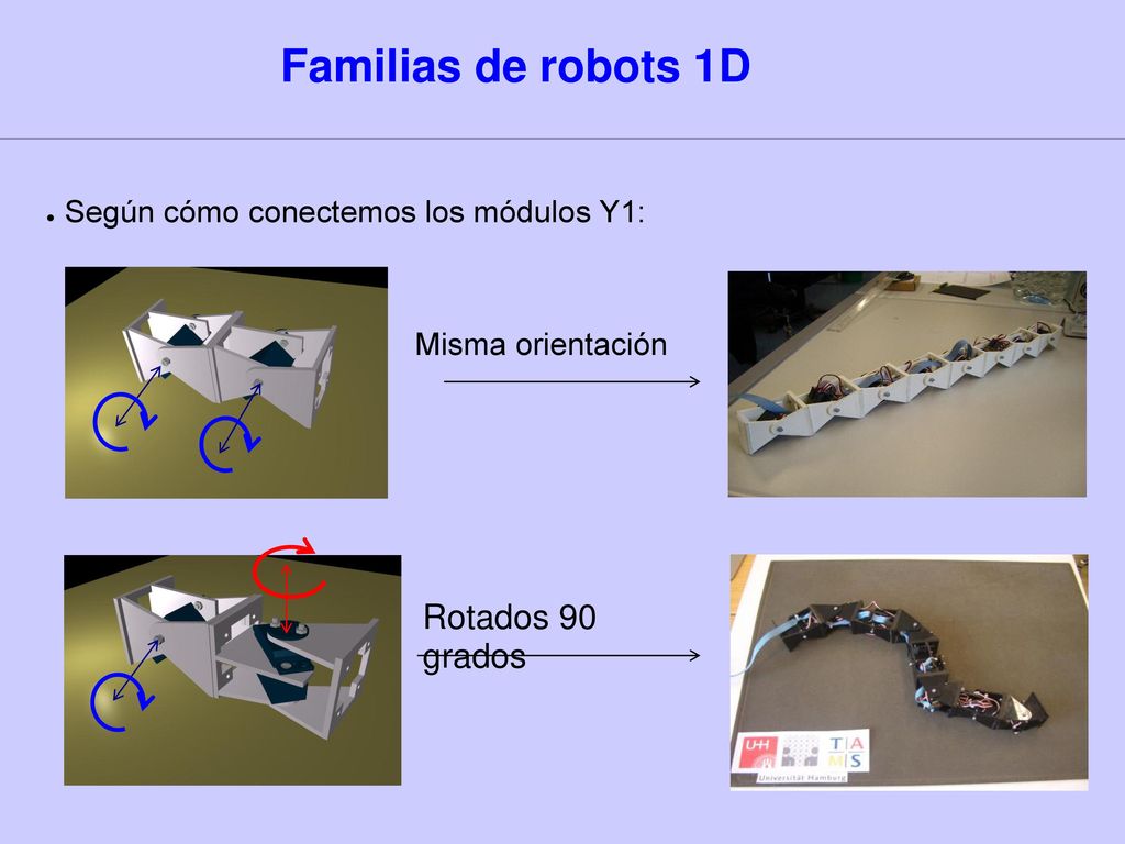 Familias de robots 1D Según cómo conectemos los módulos Y1:
