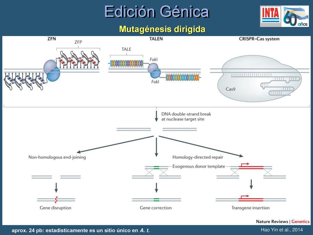 Edición Génica Mutagénesis dirigida