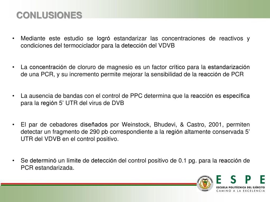 CONLUSIONES Mediante este estudio se logró estandarizar las concentraciones de reactivos y condiciones del termociclador para la detección del VDVB.