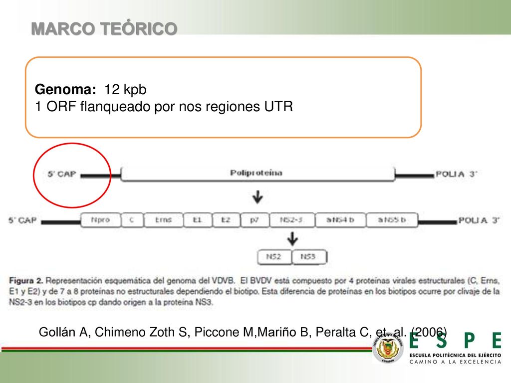 MARCO TEÓRICO Genoma: 12 kpb 1 ORF flanqueado por nos regiones UTR