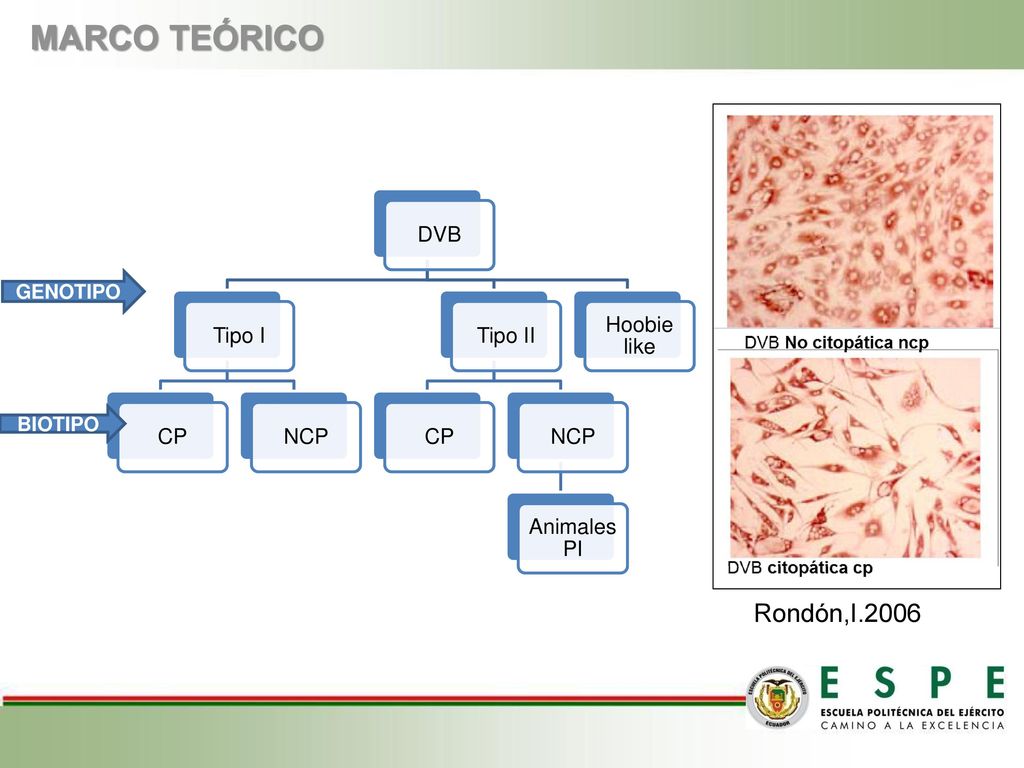 MARCO TEÓRICO Rondón,I.2006 GENOTIPO BIOTIPO DVB Tipo I CP NCP Tipo II