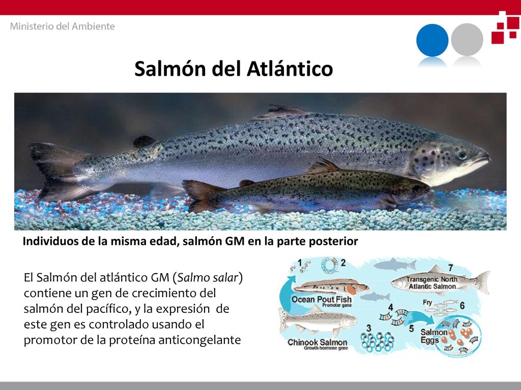 Salmón del Atlántico Individuos de la misma edad, salmón GM en la parte posterior.