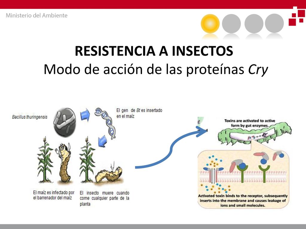 RESISTENCIA A INSECTOS Modo de acción de las proteínas Cry