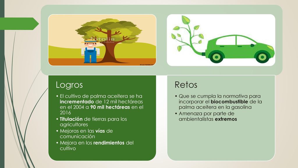 Logros El cultivo de palma aceitera se ha incrementado de 12 mil hectáreas en el 2004 a 90 mil hectáreas en el
