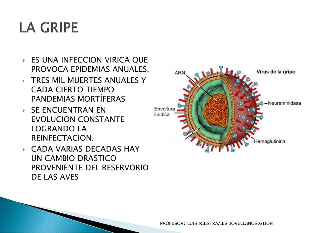 LA GRIPE ES UNA INFECCION VIRICA QUE PROVOCA EPIDEMIAS ANUALES.