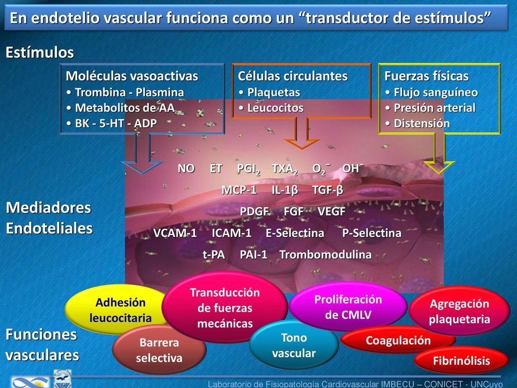 En endotelio vascular funciona como un transductor de estímulos
