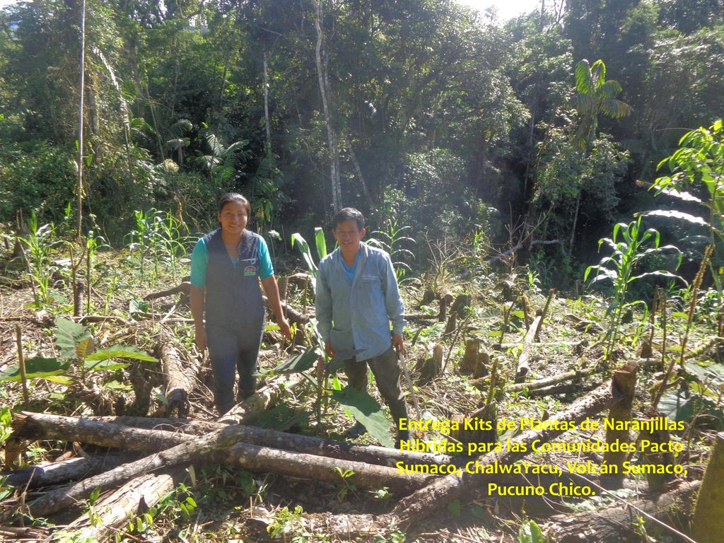 Entrega Kits de Plantas de Naranjillas Hibridas para las Comunidades Pacto Sumaco, ChalwaYacu, Volcán Sumaco, Pucuno Chico.