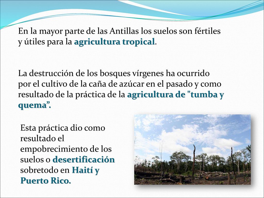En la mayor parte de las Antillas los suelos son fértiles y útiles para la agricultura tropical.