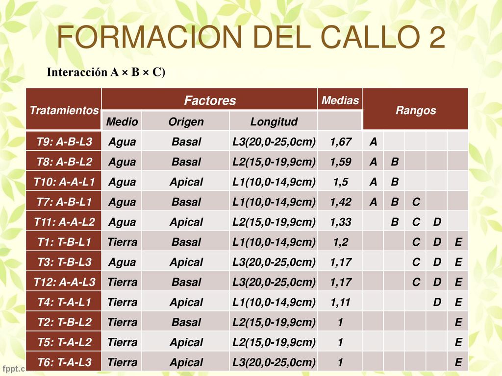 FORMACION DEL CALLO 2 Factores Interacción A × B × C) Tratamientos