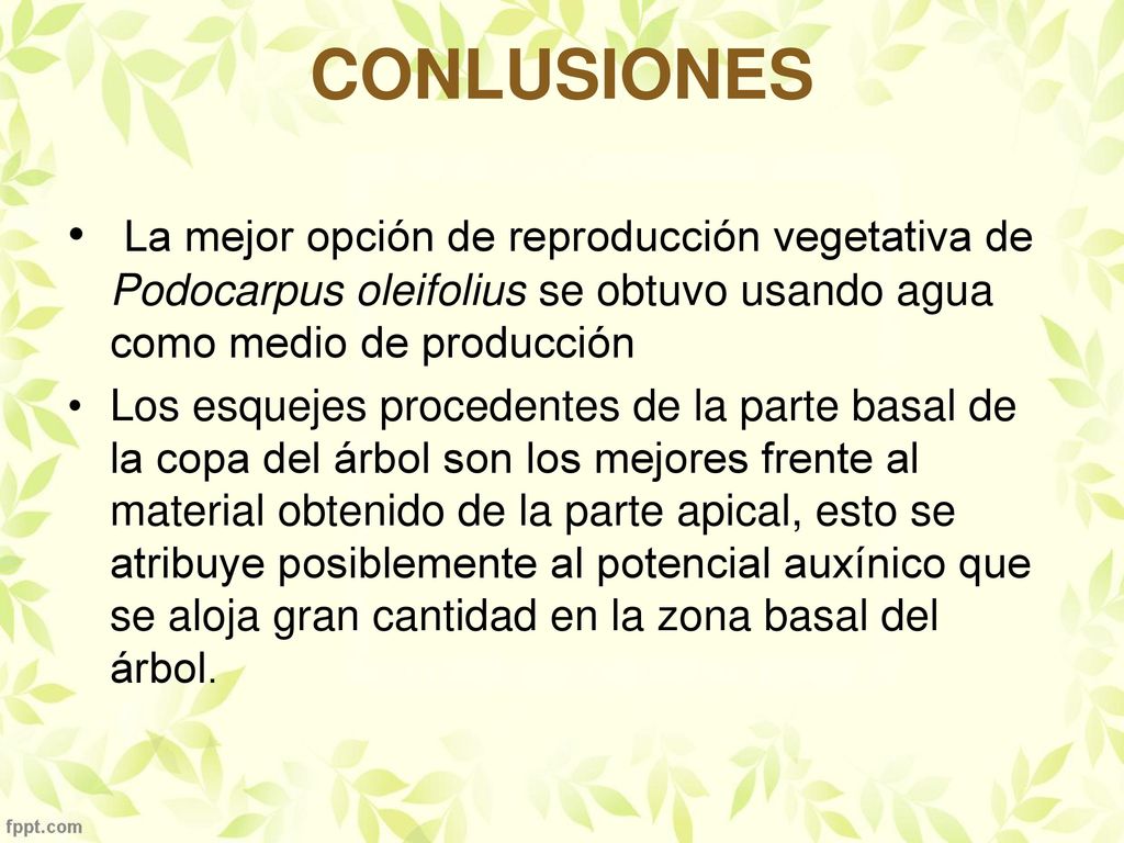 CONLUSIONES La mejor opción de reproducción vegetativa de Podocarpus oleifolius se obtuvo usando agua como medio de producción.