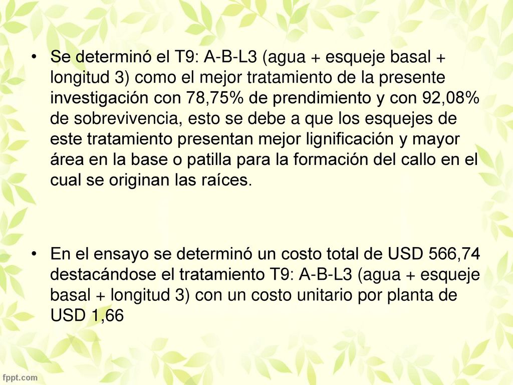 Se determinó el T9: A-B-L3 (agua + esqueje basal + longitud 3) como el mejor tratamiento de la presente investigación con 78,75% de prendimiento y con 92,08% de sobrevivencia, esto se debe a que los esquejes de este tratamiento presentan mejor lignificación y mayor área en la base o patilla para la formación del callo en el cual se originan las raíces.