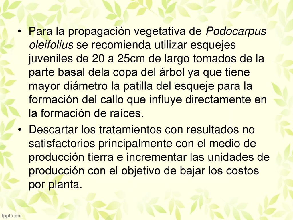 Para la propagación vegetativa de Podocarpus oleifolius se recomienda utilizar esquejes juveniles de 20 a 25cm de largo tomados de la parte basal dela copa del árbol ya que tiene mayor diámetro la patilla del esqueje para la formación del callo que influye directamente en la formación de raíces.