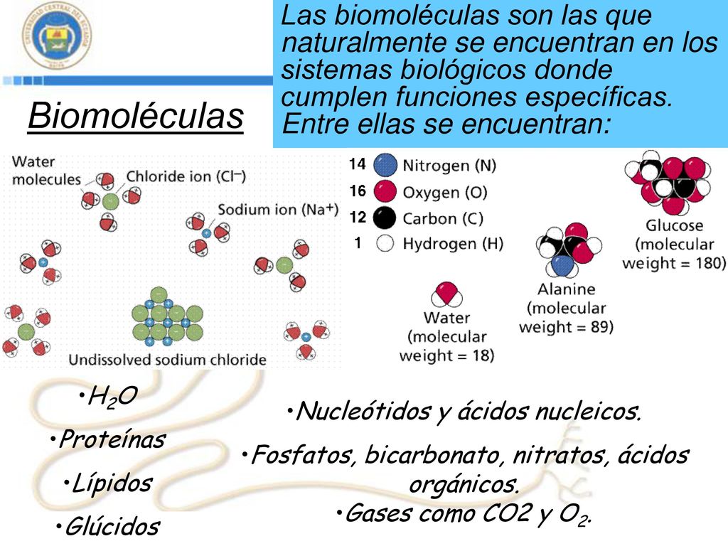 Las biomoléculas son las que naturalmente se encuentran en los sistemas biológicos donde cumplen funciones específicas. Entre ellas se encuentran: