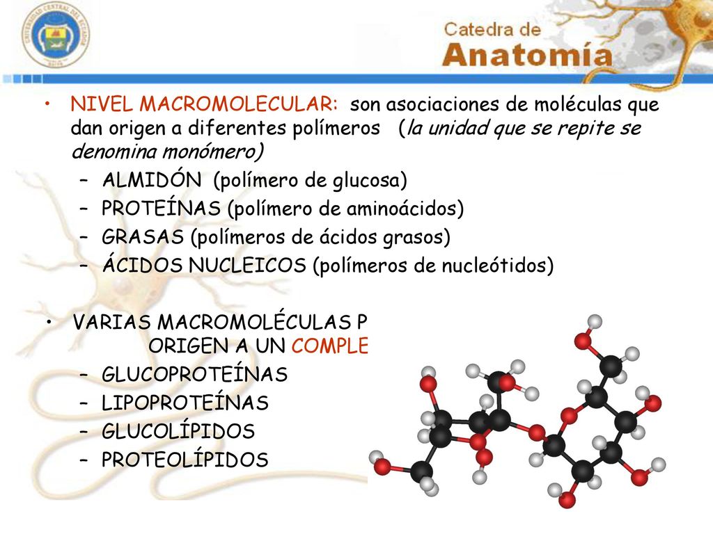 NIVEL MACROMOLECULAR: son asociaciones de moléculas que dan origen a diferentes polímeros (la unidad que se repite se denomina monómero)