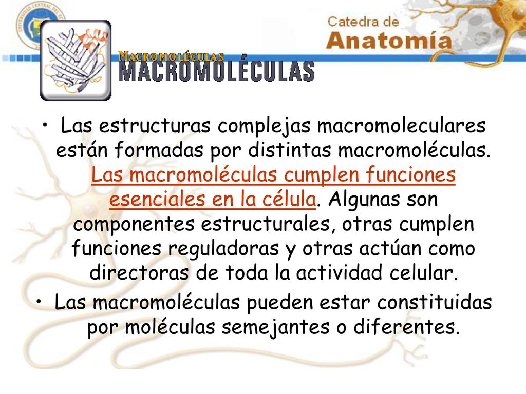 Las estructuras complejas macromoleculares están formadas por distintas macromoléculas. Las macromoléculas cumplen funciones esenciales en la célula. Algunas son componentes estructurales, otras cumplen funciones reguladoras y otras actúan como directoras de toda la actividad celular.