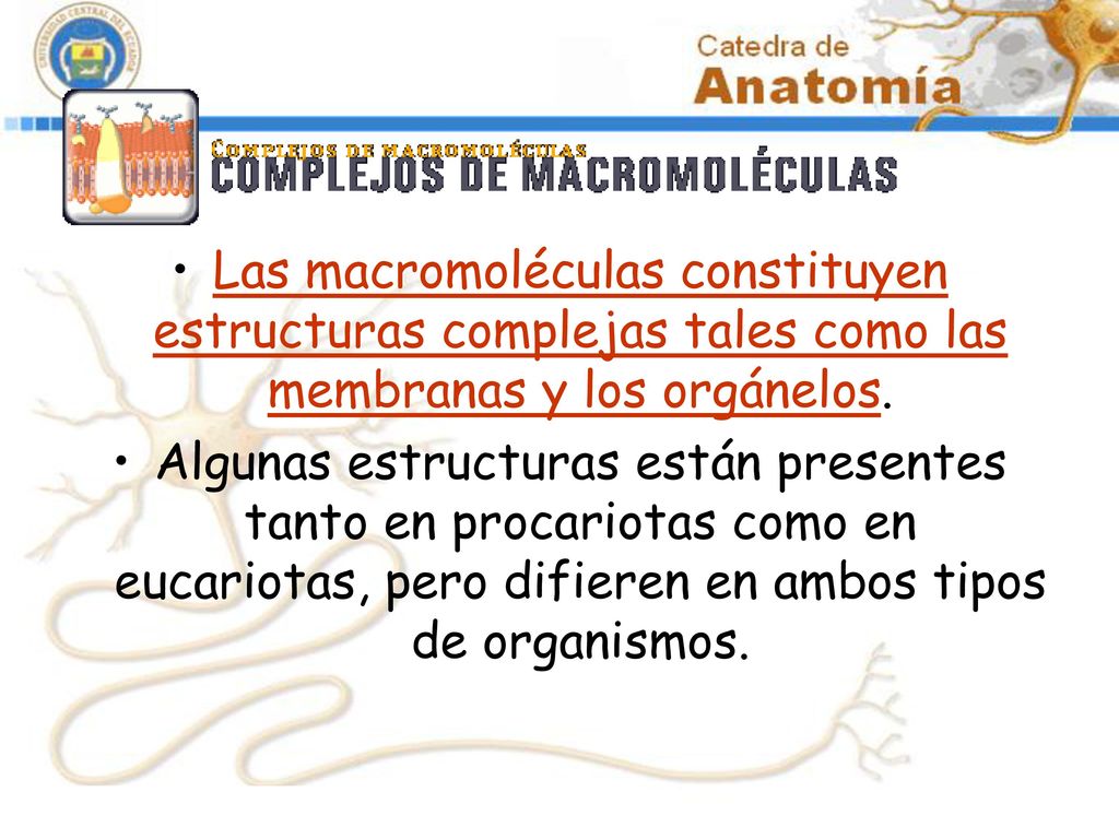 Las macromoléculas constituyen estructuras complejas tales como las membranas y los orgánelos.