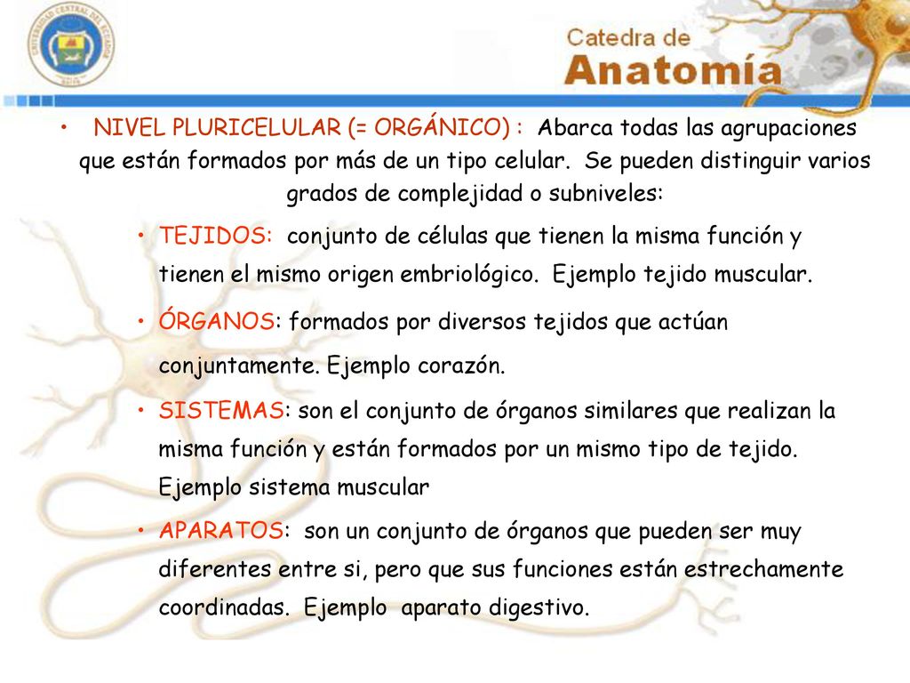 NIVEL PLURICELULAR (= ORGÁNICO) : Abarca todas las agrupaciones que están formados por más de un tipo celular. Se pueden distinguir varios grados de complejidad o subniveles: