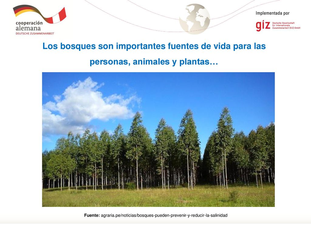Los bosques son importantes fuentes de vida para las personas, animales y plantas…