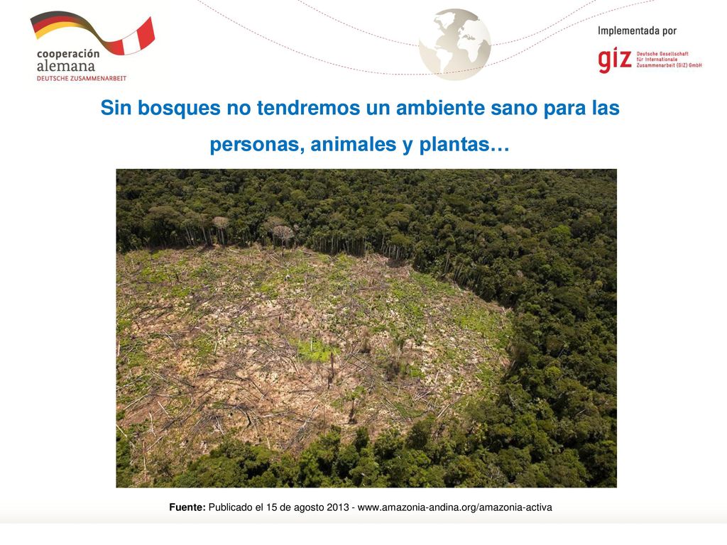 Sin bosques no tendremos un ambiente sano para las personas, animales y plantas…