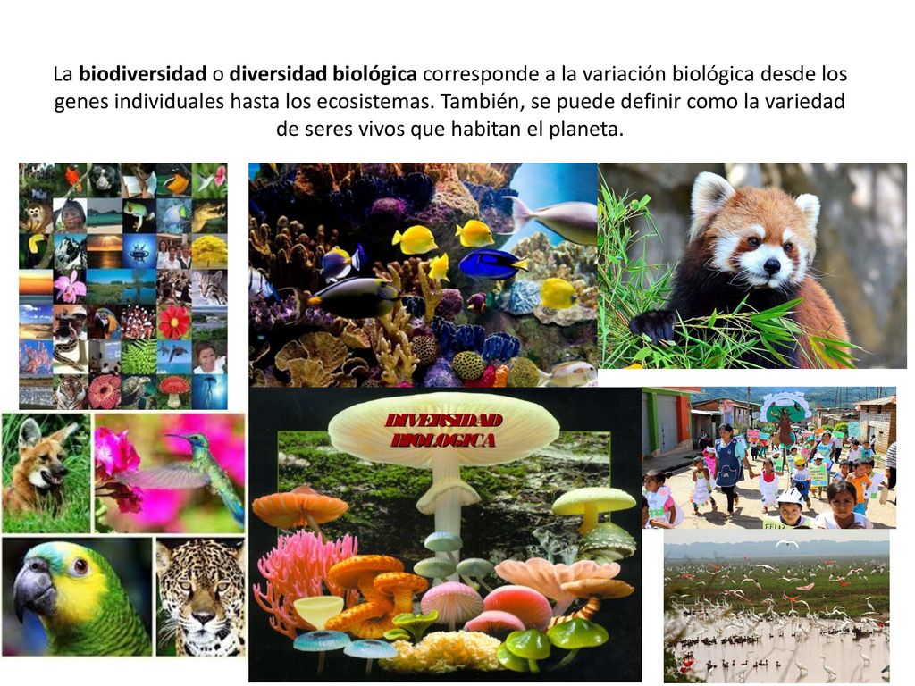 La biodiversidad o diversidad biológica corresponde a la variación biológica desde los genes individuales hasta los ecosistemas.