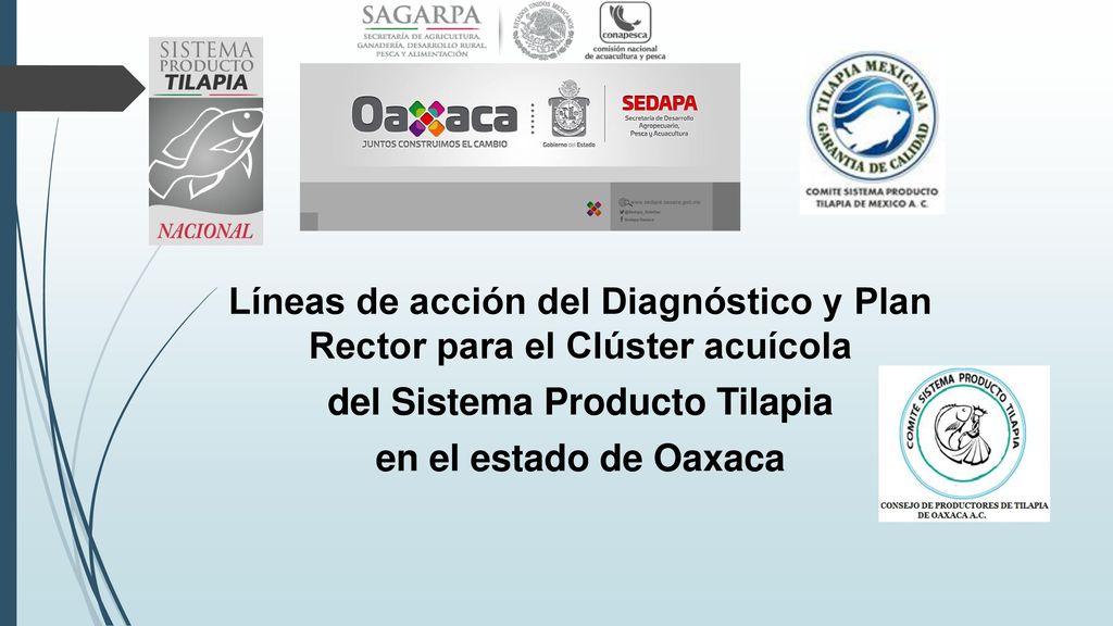 Líneas de acción del Diagnóstico y Plan Rector para el Clúster acuícola del Sistema Producto Tilapia en el estado de Oaxaca