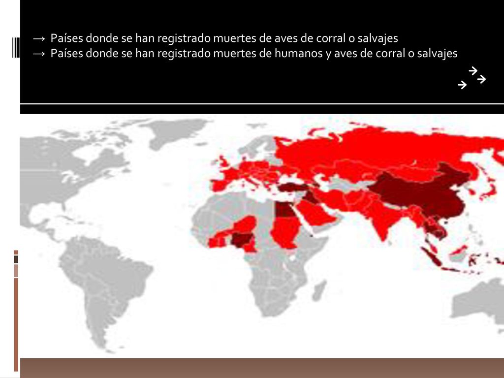 → Países donde se han registrado muertes de aves de corral o salvajes