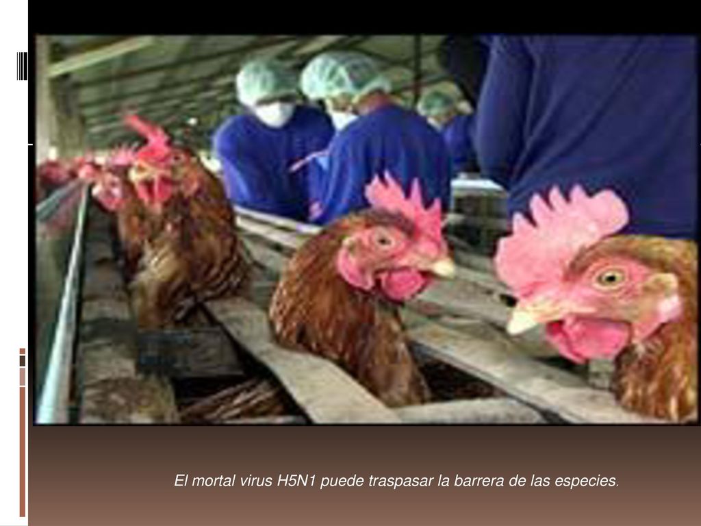 El mortal virus H5N1 puede traspasar la barrera de las especies.