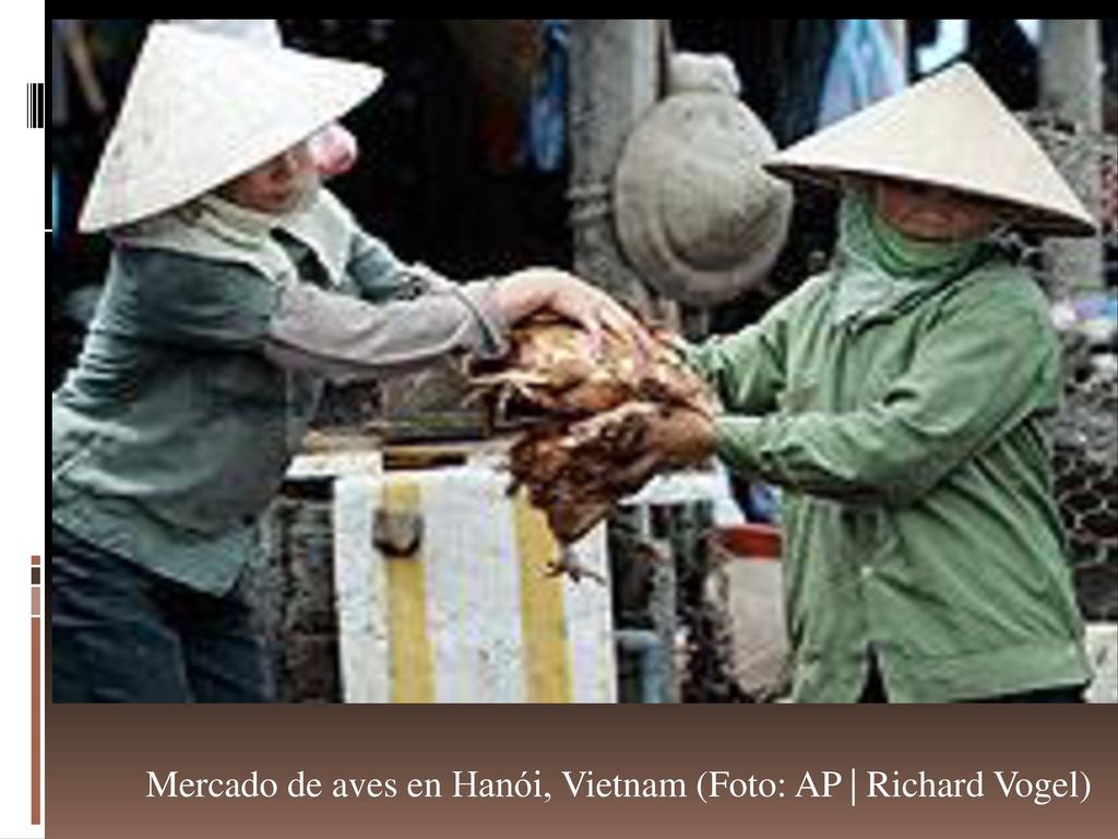 Mercado de aves en Hanói, Vietnam (Foto: AP | Richard Vogel)