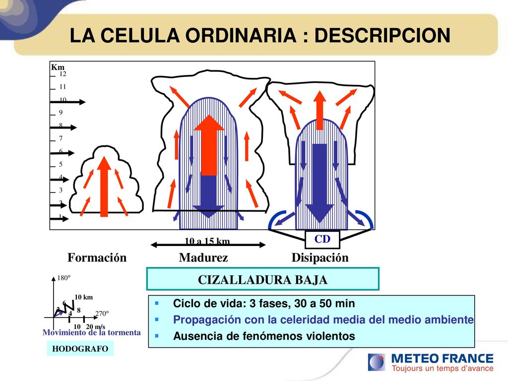 LA CELULA ORDINARIA : DESCRIPCION