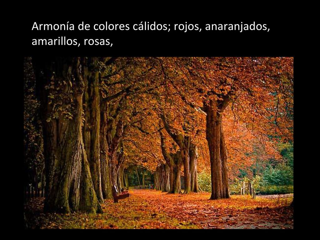 Armonía de colores cálidos; rojos, anaranjados, amarillos, rosas,