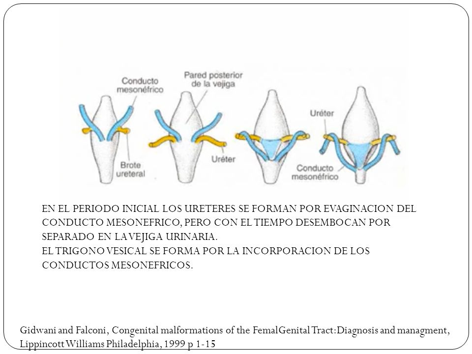 EN EL PERIODO INICIAL LOS URETERES SE FORMAN POR EVAGINACION DEL CONDUCTO MESONEFRICO, PERO CON EL TIEMPO DESEMBOCAN POR SEPARADO EN LA VEJIGA URINARIA.