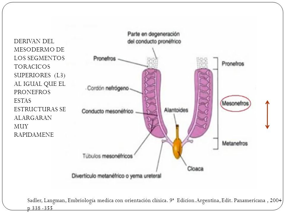 DERIVAN DEL MESODERMO DE LOS SEGMENTOS TORACICOS SUPERIORES (L3) AL IGUAL QUE EL PRONEFROS ESTAS ESTRUCTURAS SE ALARGARAN MUY RAPIDAMENE