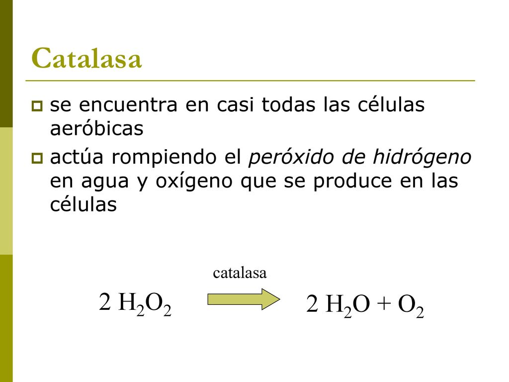 Catalasa se encuentra en casi todas las células aeróbicas. actúa rompiendo el peróxido de hidrógeno en agua y oxígeno que se produce en las células.