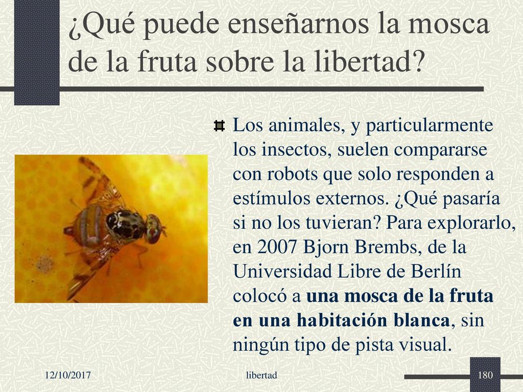 ¿Qué puede enseñarnos la mosca de la fruta sobre la libertad