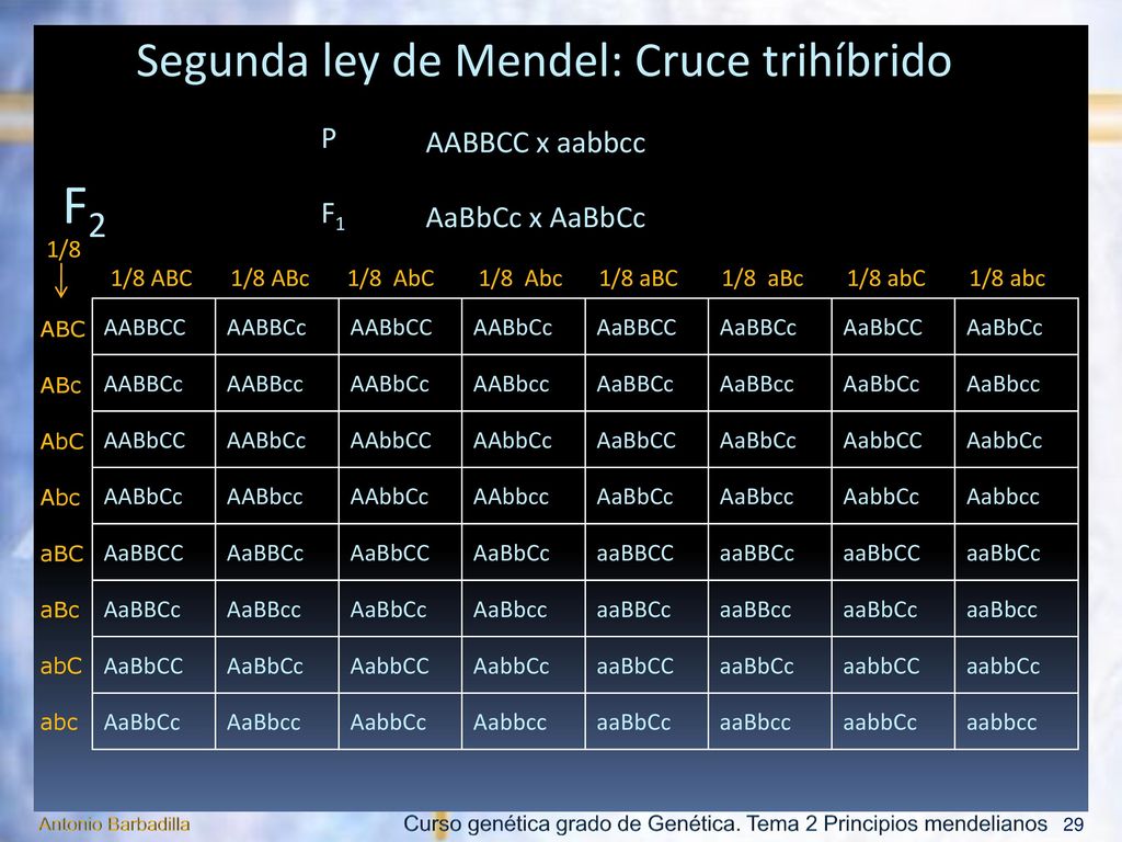 Segunda ley de Mendel Razón genotípica 1/4 AB 1/4 Ab 1/4 aB 1/4 ab