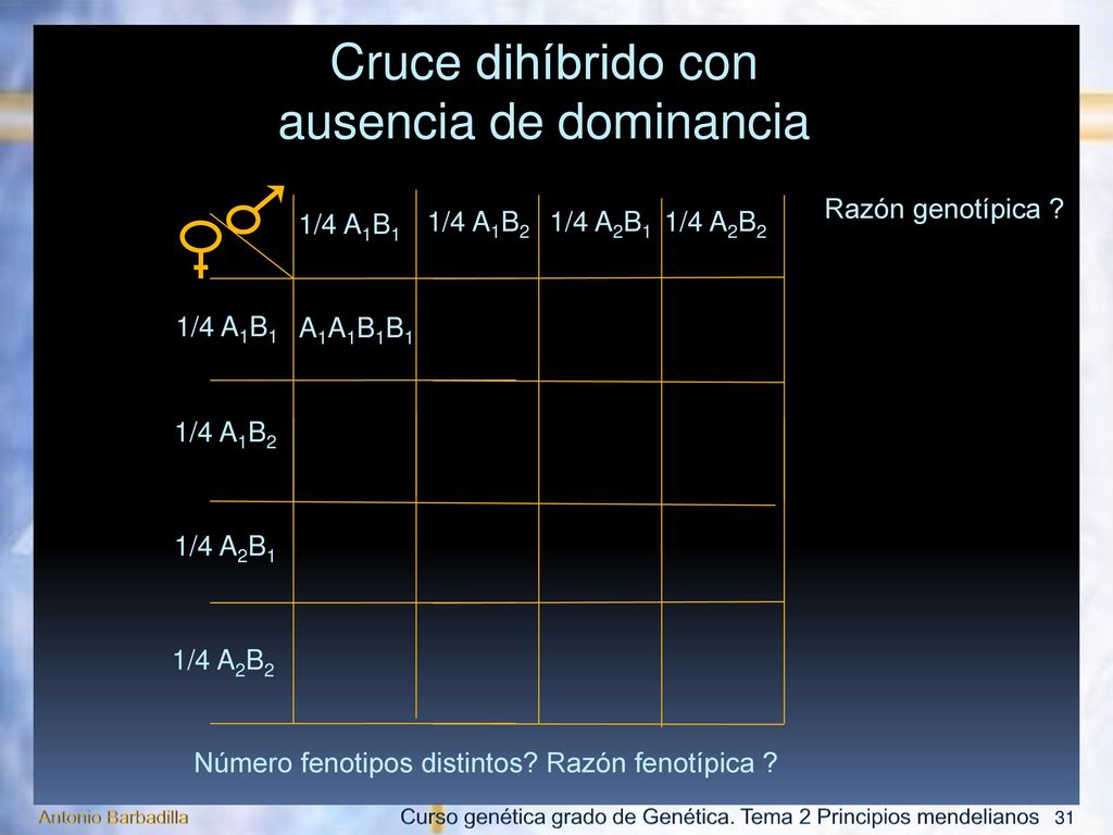 F2 Segunda ley de Mendel: Cruce trihíbrido P AABBCC x aabbcc F1