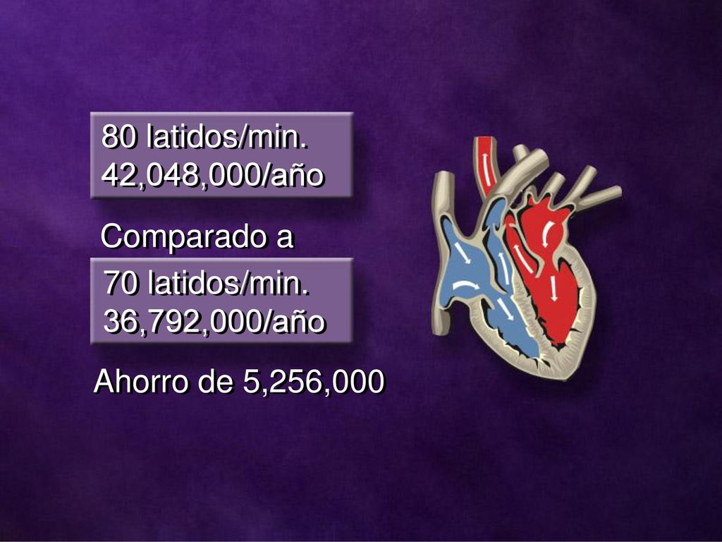 80 latidos/min. 42,048,000/año Comparado a 70 latidos/min. 36,792,000/año Ahorro de 5,256,000