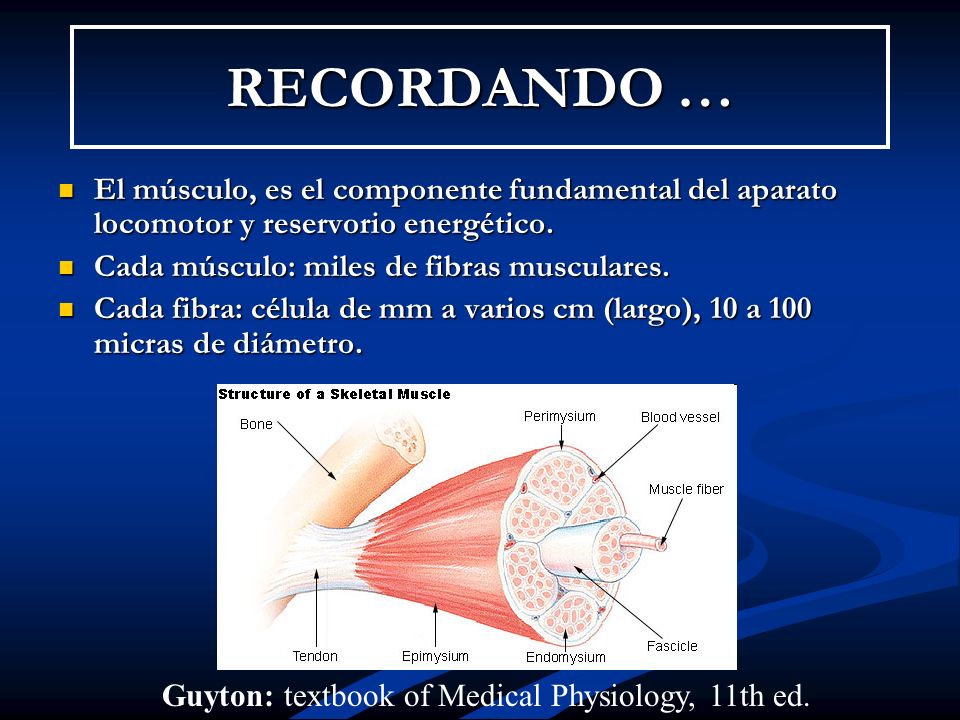 RECORDANDO … El músculo, es el componente fundamental del aparato locomotor y reservorio energético.
