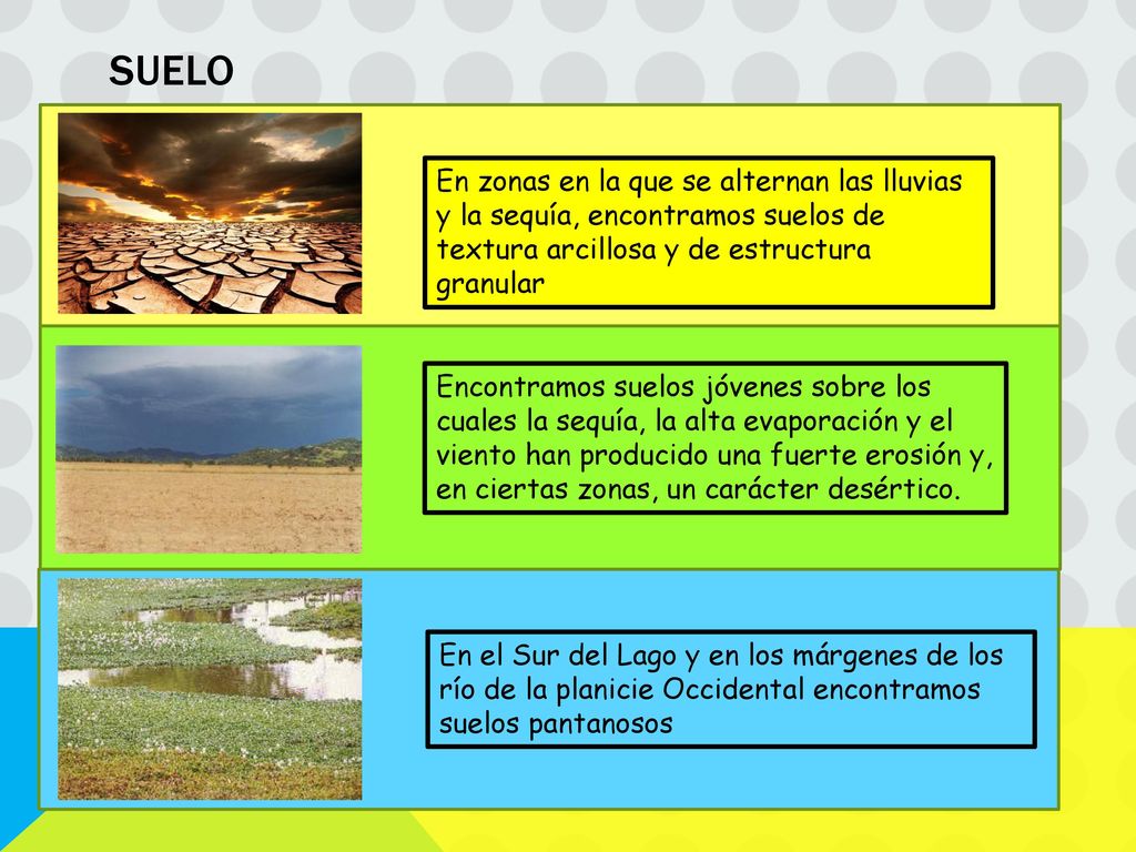 SUELO En zonas en la que se alternan las lluvias y la sequía, encontramos suelos de textura arcillosa y de estructura granular.