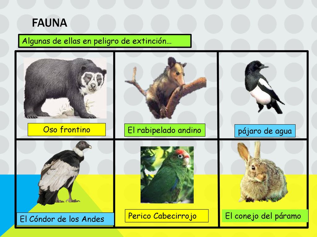 FAUNA Algunas de ellas en peligro de extinción… El rabipelado andino