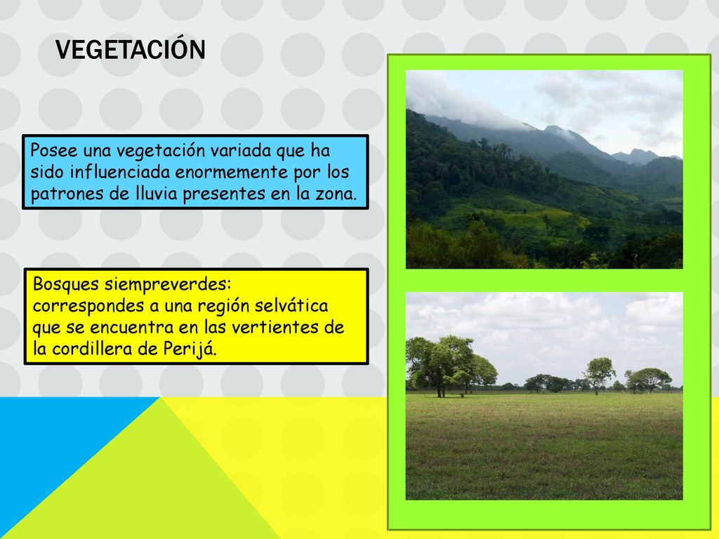 VEGETACIÓN Posee una vegetación variada que ha sido influenciada enormemente por los patrones de lluvia presentes en la zona.