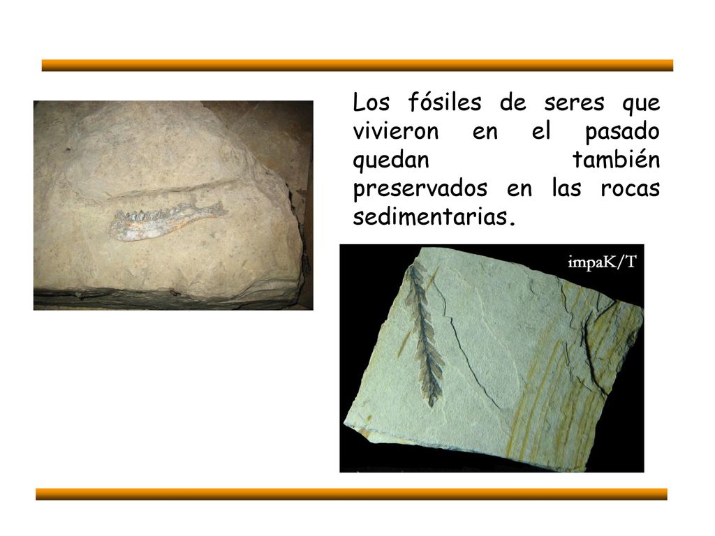 Los fósiles de seres que vivieron en el pasado quedan también preservados en las rocas sedimentarias.