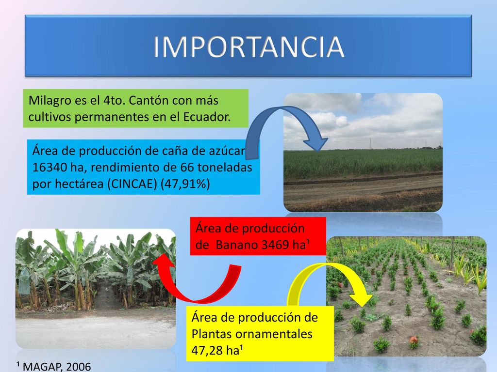 IMPORTANCIA Milagro es el 4to. Cantón con más cultivos permanentes en el Ecuador.